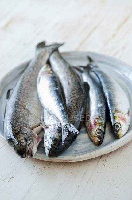 Truta fresca e sardinhas em prato — Fotografia de Stock