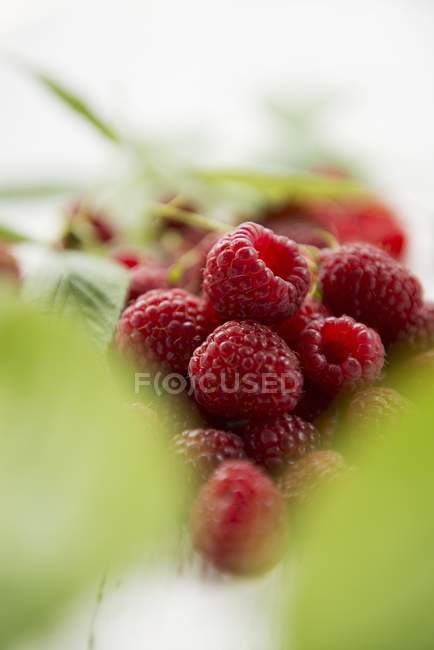 Freshly picked raspberries — Stock Photo