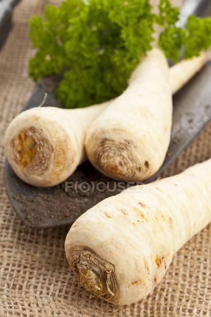 Parsley roots and parsley on a trowel — Stock Photo