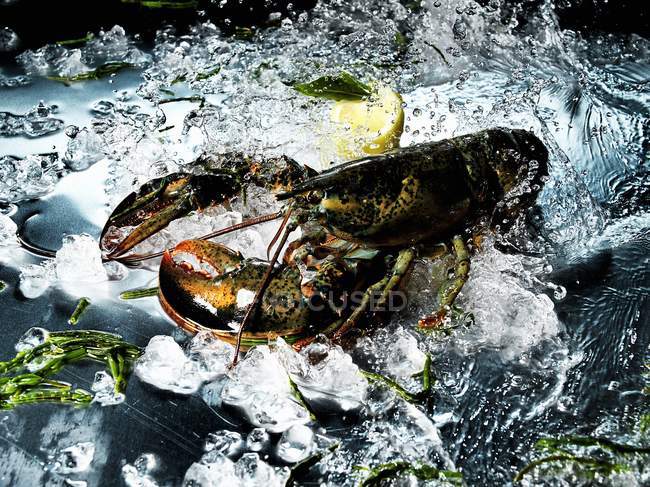 Vue rapprochée du homard avec des glaçons à la surface de l'aluminium — Photo de stock