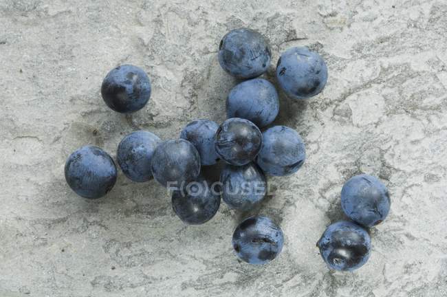 Fresh sloes in heap — Stock Photo
