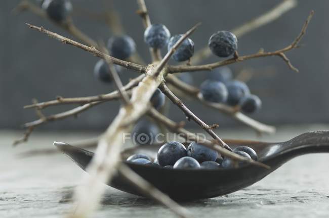 Schlehen-Beeren am Zweig und im Löffel — Stockfoto