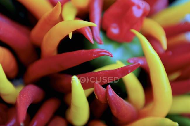 Colourful chilli peppers — Stock Photo