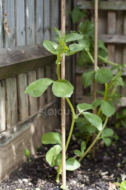 A broad bean plant in the corner of the garden — Stock Photo
