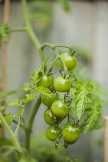 Unripe green cherry tomatoes — Stock Photo