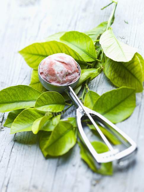 Ice cream in an ice cream scoop — Stock Photo