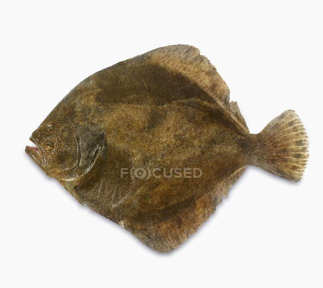 Fresh whole turbot fish — Stock Photo
