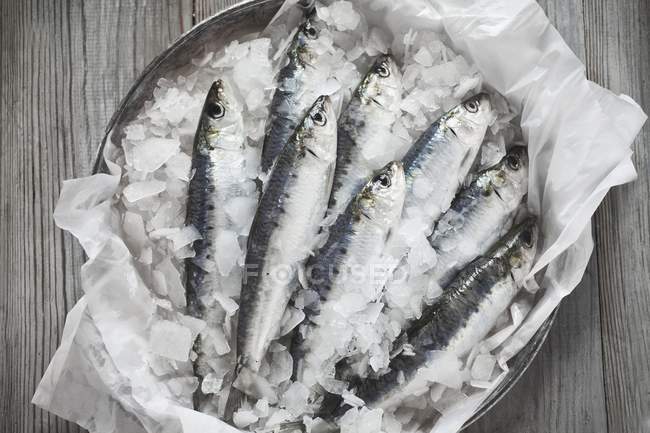 Raw sardines on ice — Stock Photo