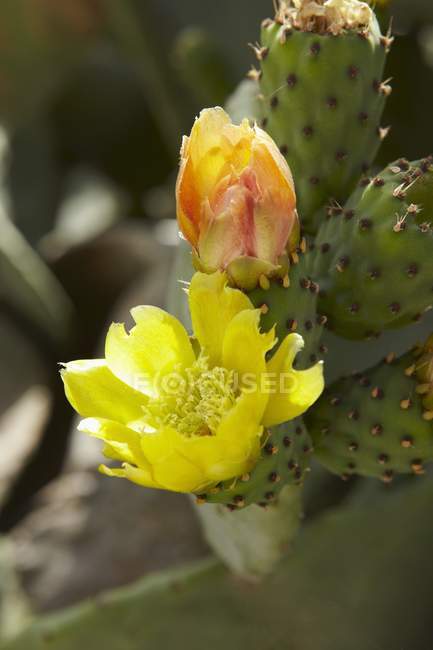 Vista de cerca de las flores de cactus en la planta - foto de stock
