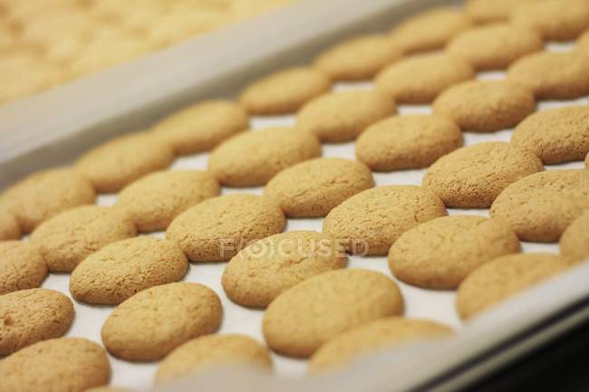 Freshly baked biscuits — Stock Photo