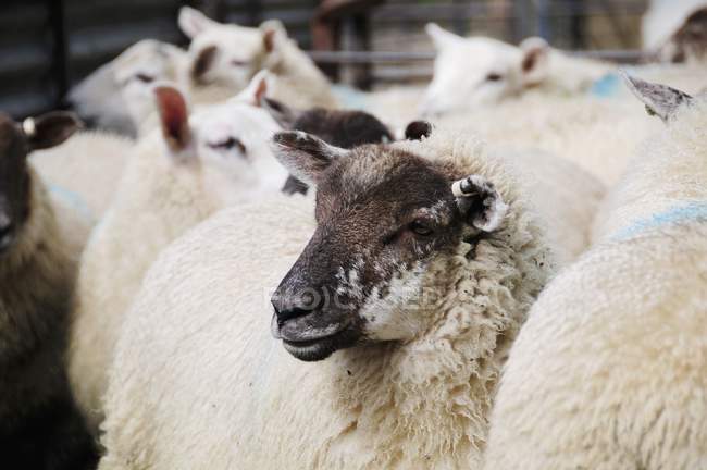 Closeup view of sheep crowd in a pen — Stock Photo