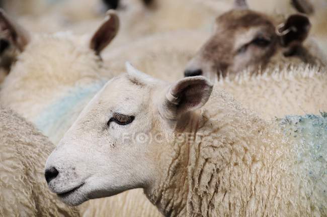 Primer plano vista recortada de la multitud de ovejas - foto de stock