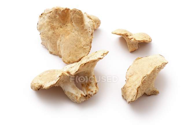 Funghi ricci freschi — Foto stock