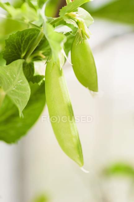 Mange tout su una pianta su sfondo bianco sfocato — Foto stock