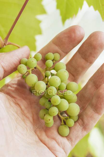 Varón sosteniendo las uvas - foto de stock