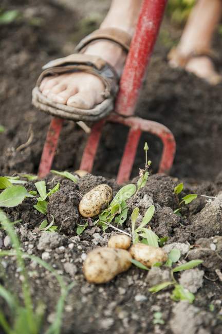 Batatas a serem colhidas por forquilha ao ar livre — Fotografia de Stock