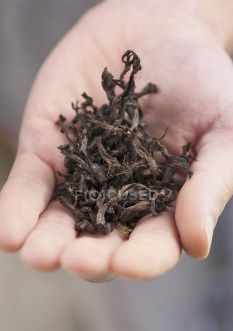 Mão segurando seco preto trompete cogumelos — Fotografia de Stock