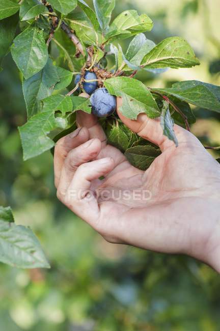 Male Hand picking plums — Stock Photo