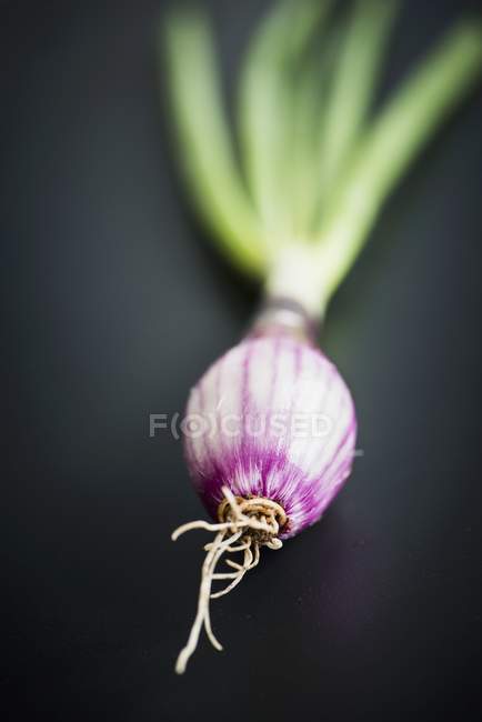 Cipolla rossa con top verde — Foto stock