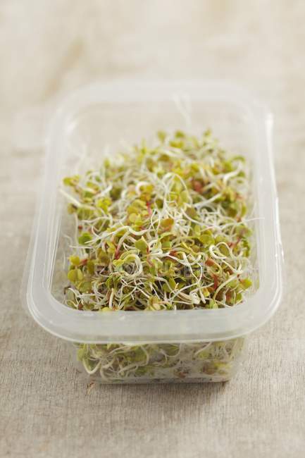 Sprouts in plastic box — Stock Photo