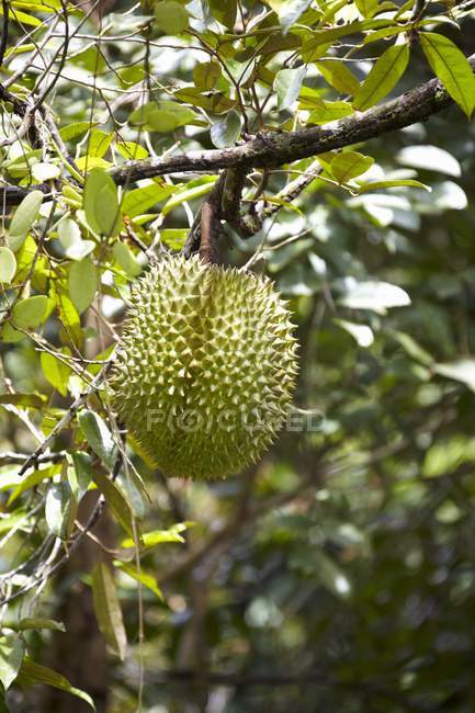 Frutti duriani freschi maturi — Foto stock