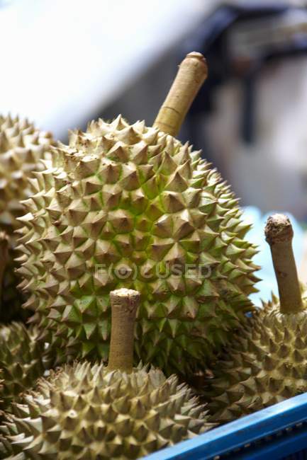 Frutas durianas frescas - foto de stock
