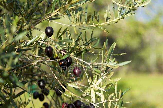 Olives growing on tree — Stock Photo