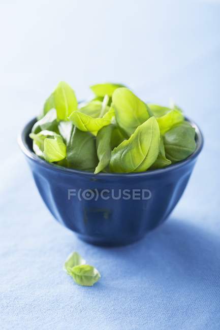 Foglie di basilico verde — Foto stock