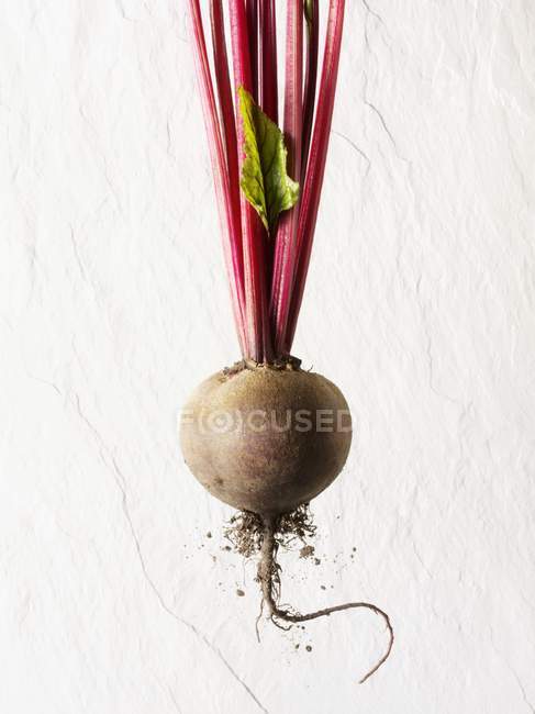 Red beet tuber — Stock Photo