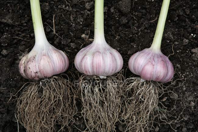 Fresh picked Garlic Bulbs — Stock Photo