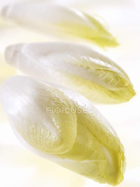 Стиглі цикорій рослин — стокове фото