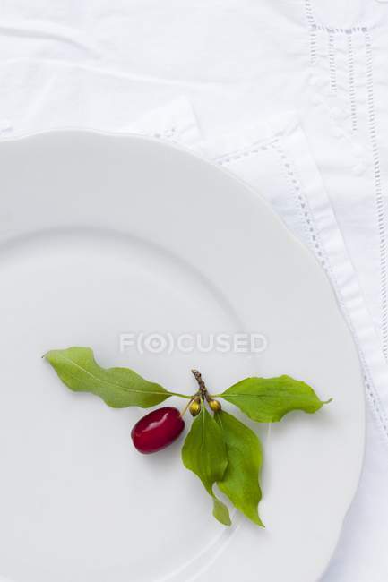 Kornelkirsche mit Blättern — Stockfoto