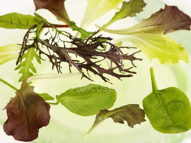 Surtido de hojas de ensalada sobre fondo blanco - foto de stock