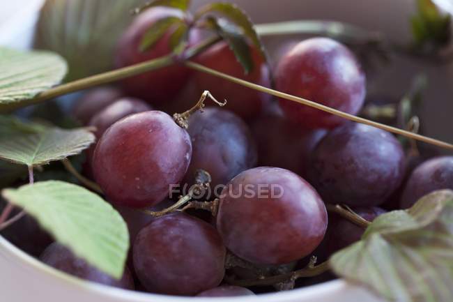 Черный виноград с листьями — стоковое фото
