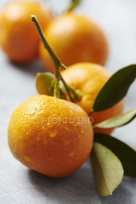 Freshly washed oranges — Stock Photo