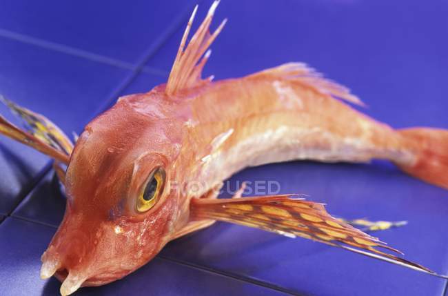 Fresh whole gurnard fish — Stock Photo