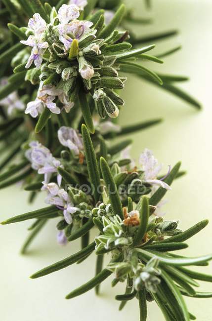 Sprig of rosemary with flowers — Stock Photo