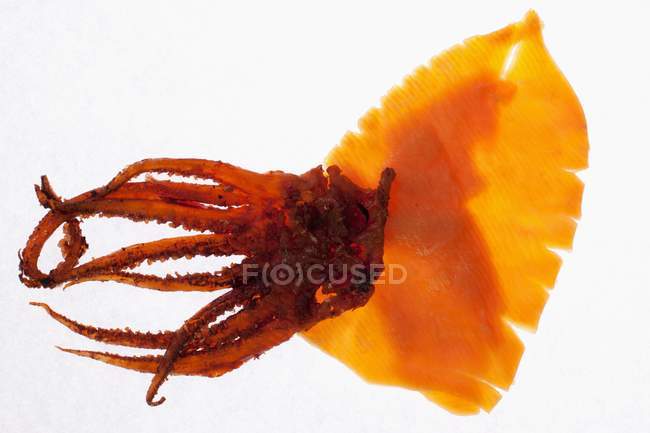 Top view of dried octopus and fish on white background — Stock Photo
