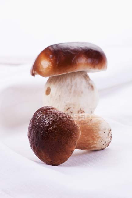 Fresh cep mushrooms — Stock Photo