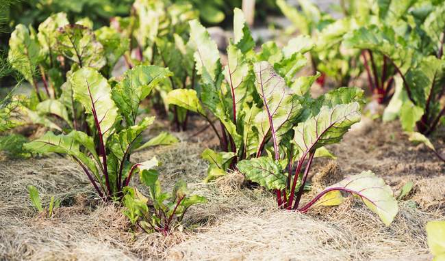 Rote-Beete-Pflanzen (Beta vulgaris), die im Garten im Freien wachsen — Stockfoto