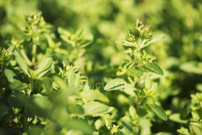 Oregano growing in garden — Stock Photo