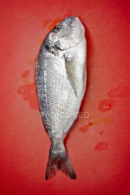 Рыба-лещ — стоковое фото