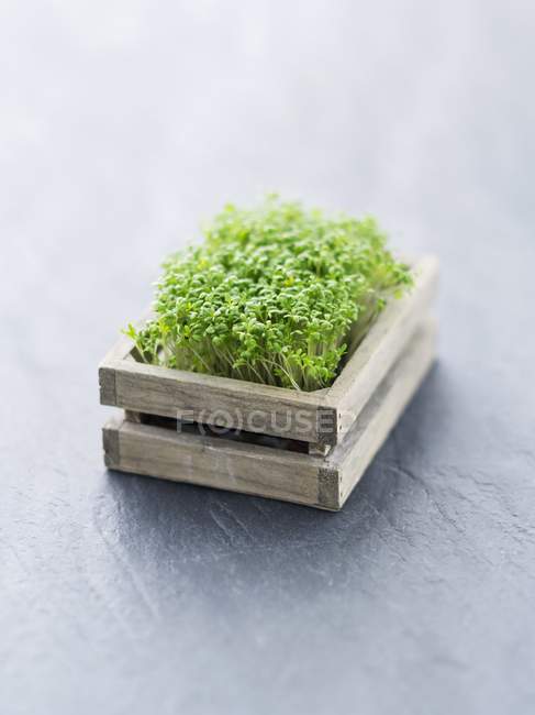 Fresh cress in crate — Stock Photo