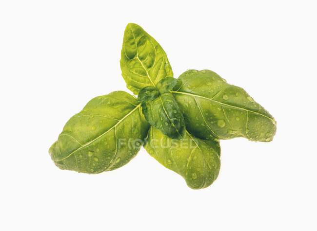 Свіже зелене листя базиліка — стокове фото
