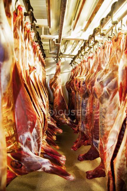 Carcaças de bovino penduradas — Fotografia de Stock
