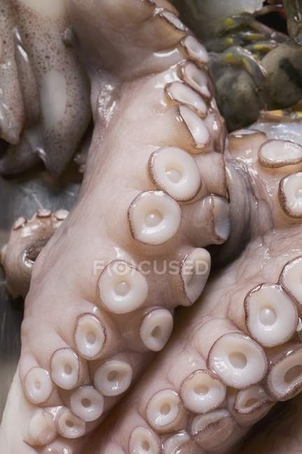 Свежий сырой осьминог — стоковое фото