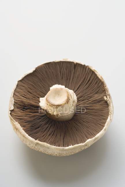 Closeup view of one Portobello mushroom on white surface — Stock Photo