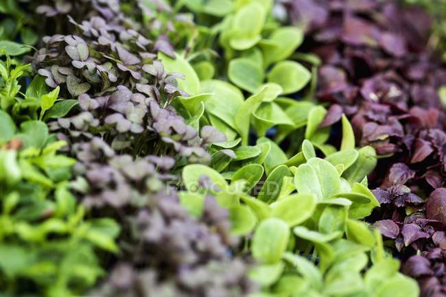 Fresh garden cress — Stock Photo