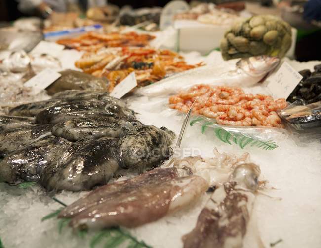 Ассорти свежих морепродуктов — стоковое фото
