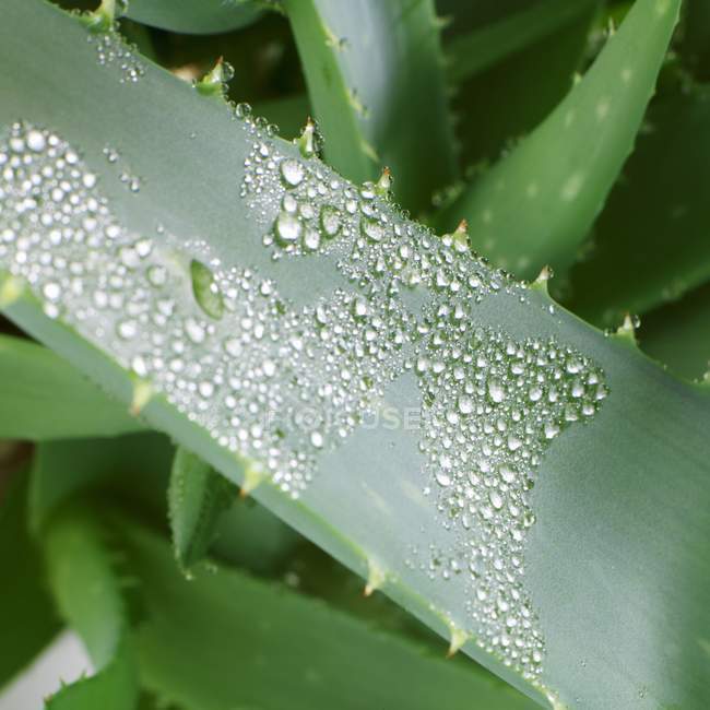 Aloe vera planta com gotas de água — Fotografia de Stock